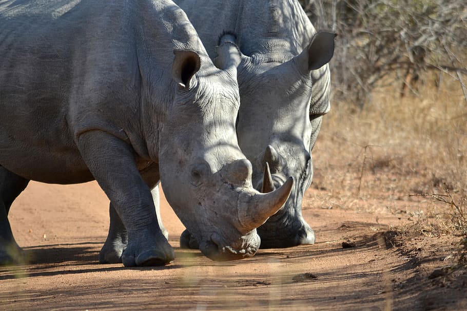 two gray rhinoceros, two white rhinos on road, wildlife, nature, HD wallpaper