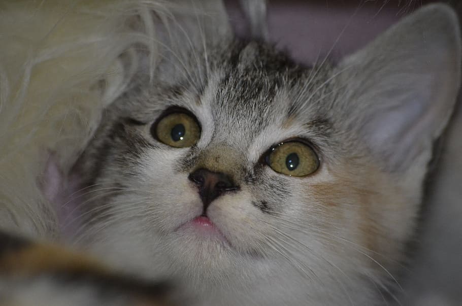 kitten, cat, domestic, animal themes, mammal, pets, one animal HD wallpaper