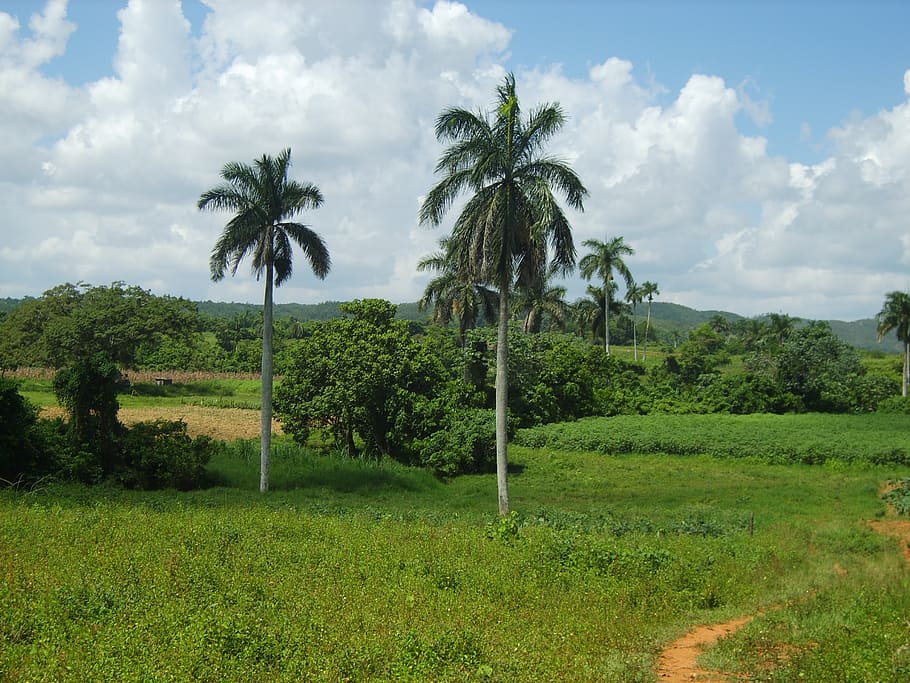 landscape, cuba, vinales, plant, tree, sky, palm tree, growth HD wallpaper