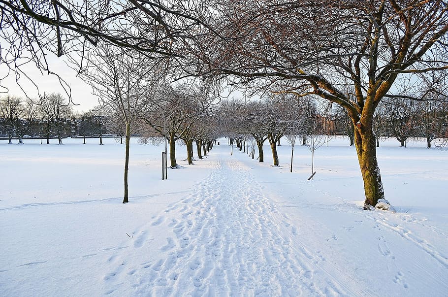 brown trees on snowfield, Winter, Seasons, park, frost, fun HD wallpaper