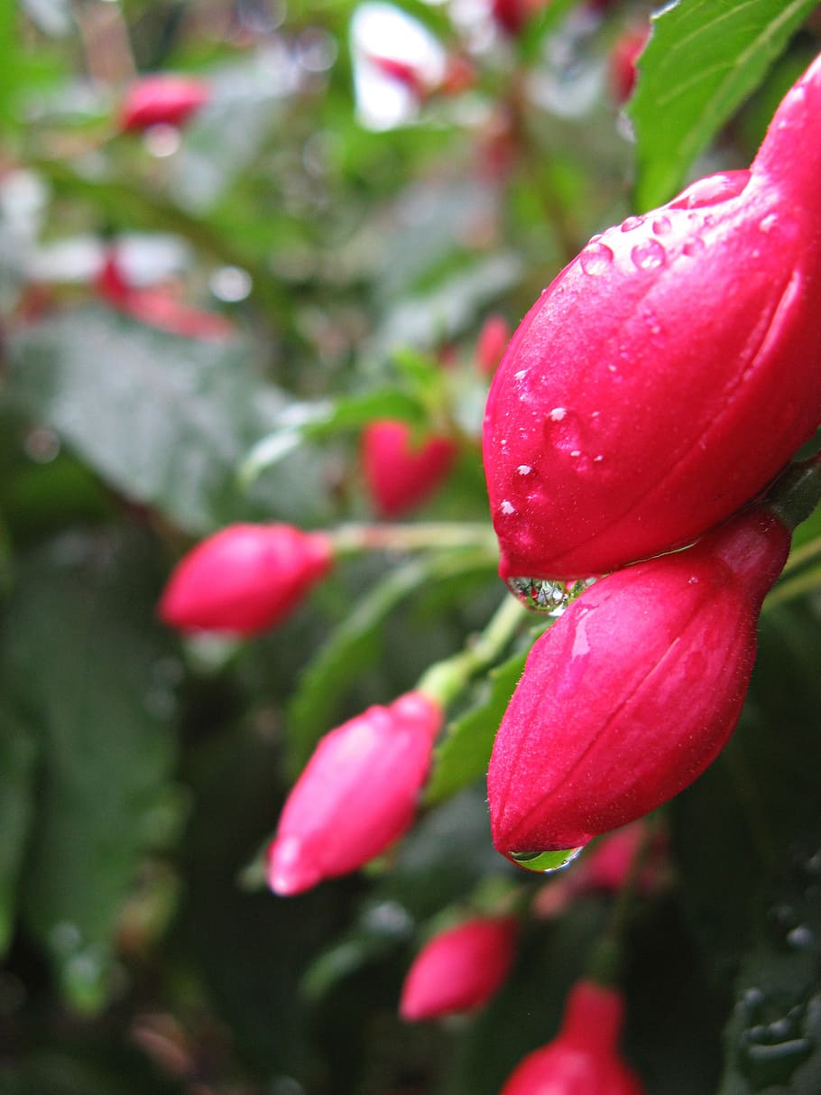 fuchsia, blossom, bloom, pink, dewdrop, drop of water, fuchsia flowers HD wallpaper