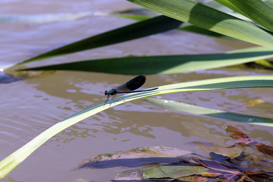 dragonfly, leaf, water, nature, animals in the wild, one animal HD wallpaper