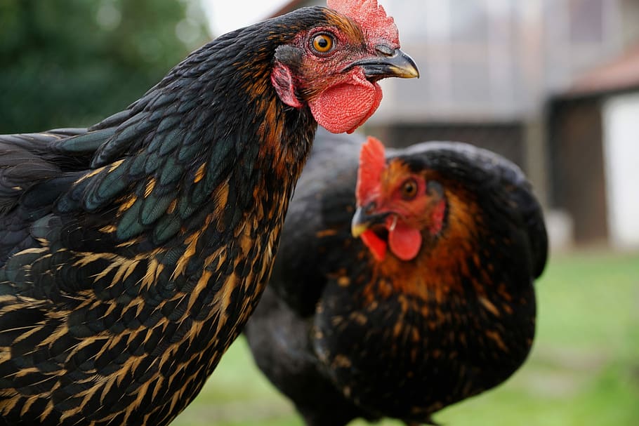 chicken, curiosity, eye, view, research spirit, animal, poultry HD wallpaper