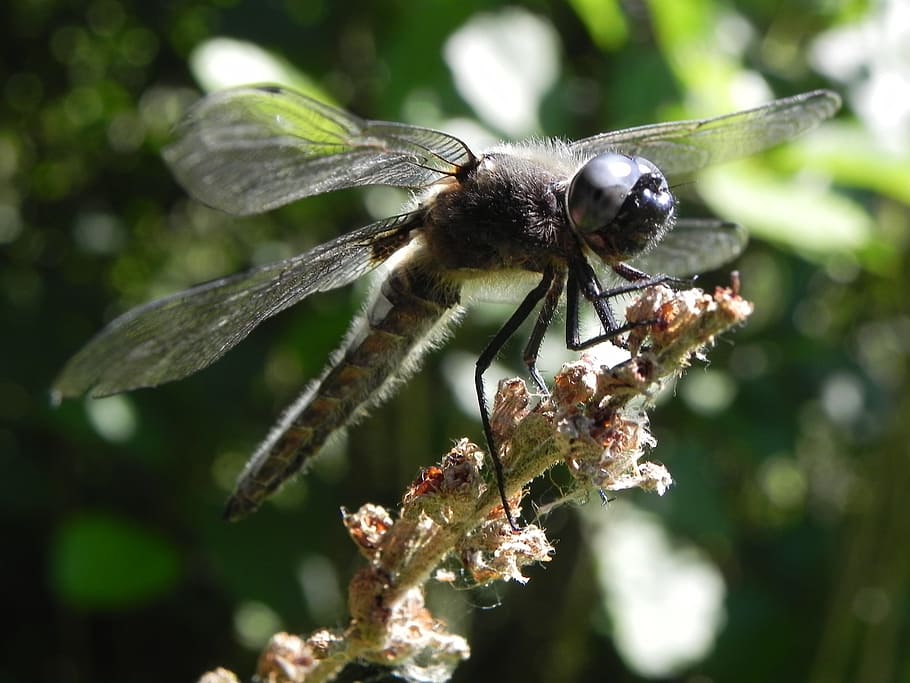 dragonfly, insect, wings, flying, wildlife, flight, outdoor HD wallpaper