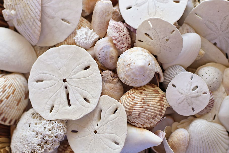 photo of white seashells, beach, seaside, sand dollars, summer, HD wallpaper