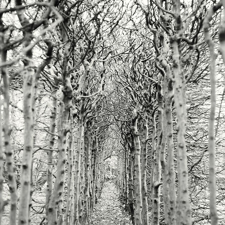 grayscale photo of trees, away, empty, avenue, path, hiking HD wallpaper