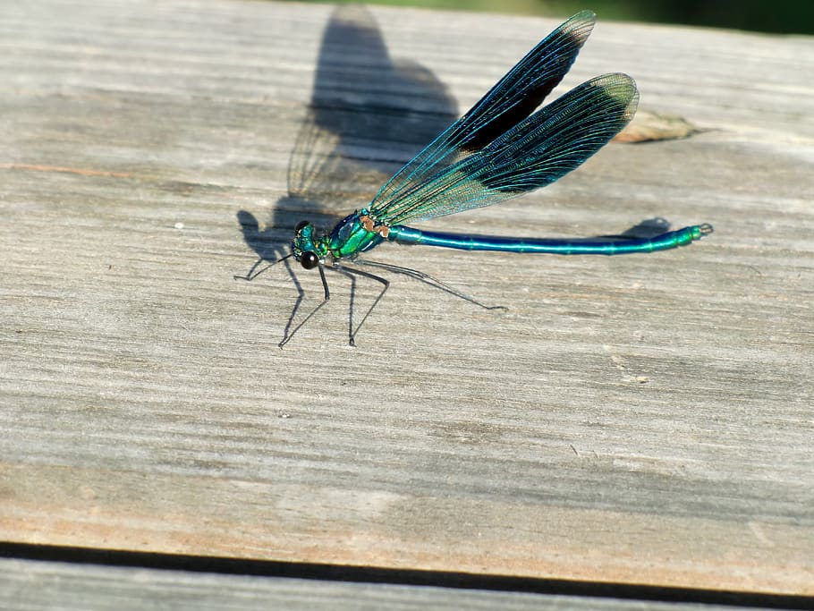 dragonfly, wing, blue, insect, shadow, invertebrate, animal themes HD wallpaper