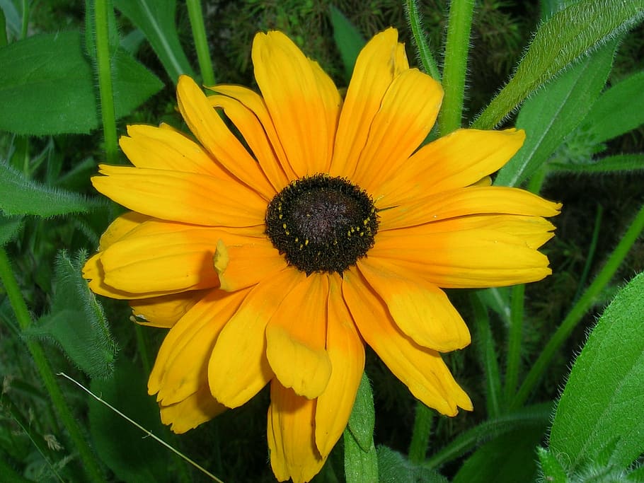 small flower, sunflower, grass, yellow, flowering plant, growth HD wallpaper