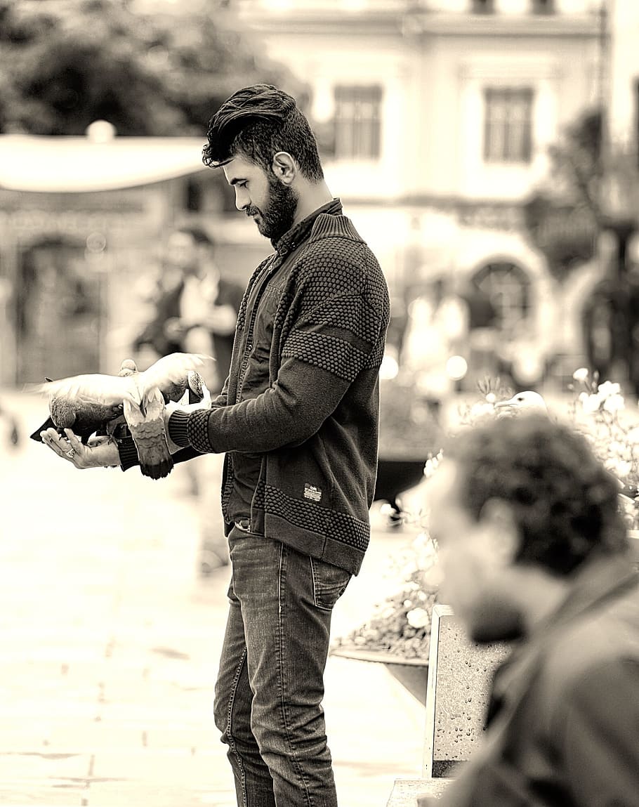 man, pigeons, cropping, real people, casual clothing, young men HD wallpaper