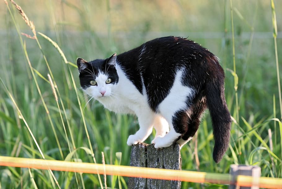 shallow focus photography of black and white cat sitting on wooden plank HD wallpaper