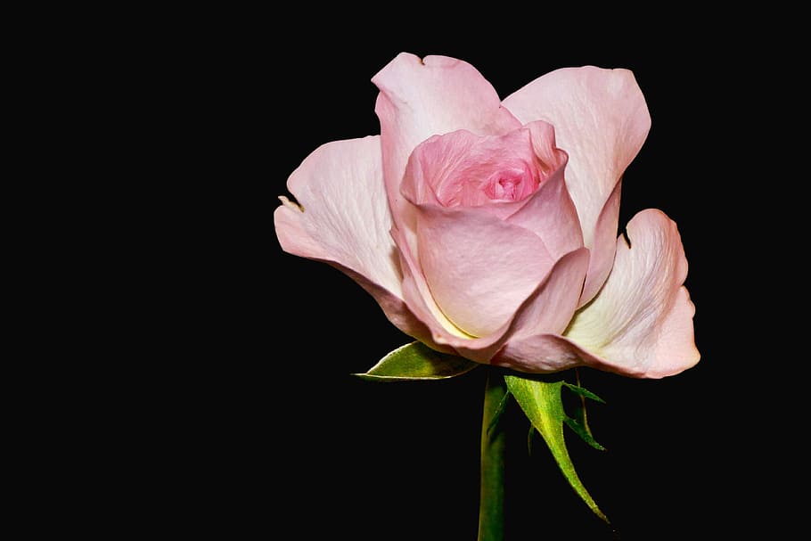 rose, blossom, bloom, flower, plant, nature, leaf, flowering plant HD wallpaper