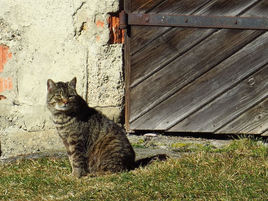 Cat, Old Gate, Animals, Pet, sitting, domestic cat, pets, one animal HD wallpaper