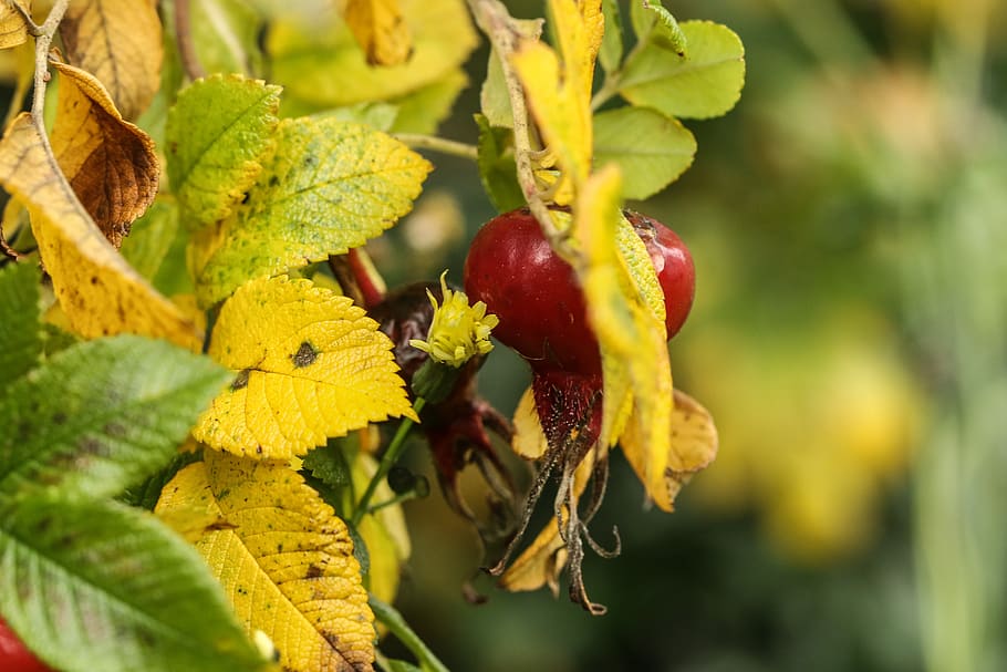 herb, leaf, autumn, nature, plant, growth, plant part, close-up HD wallpaper