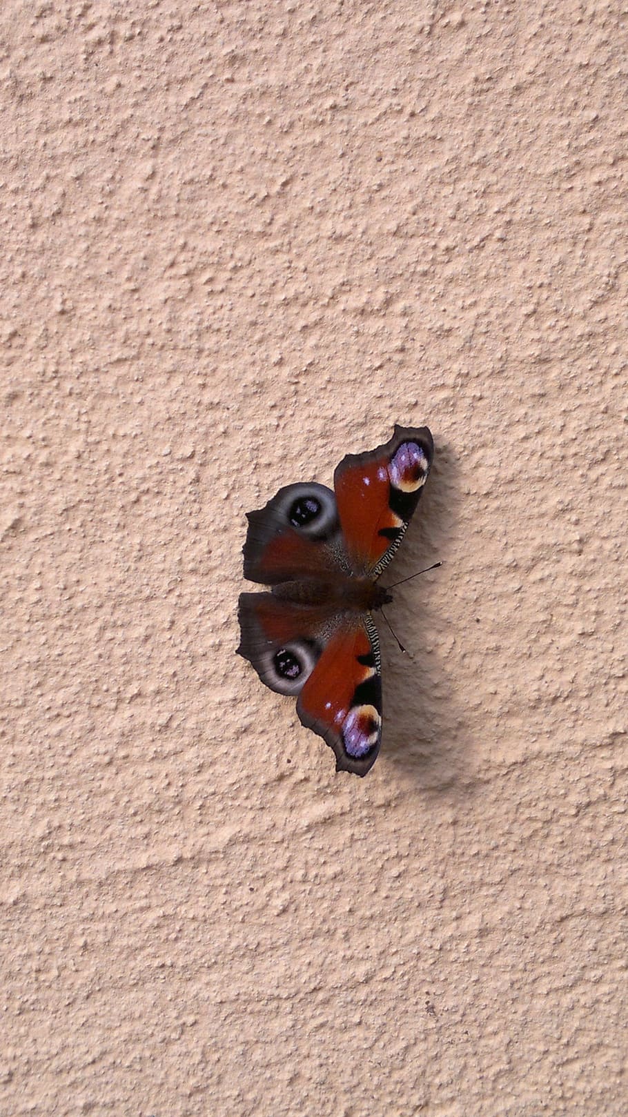 peacock, butterfly, insect, close, peacock butterfly, animal HD wallpaper