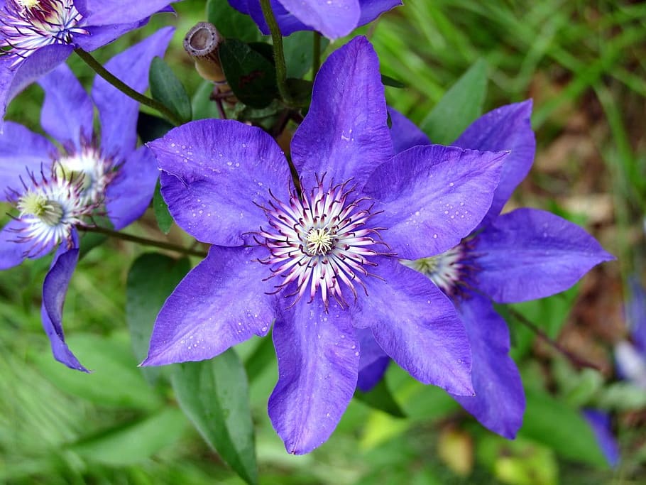 Blue, Light, Circle, Seven, Tender, paris, flower, purple, fragility HD wallpaper