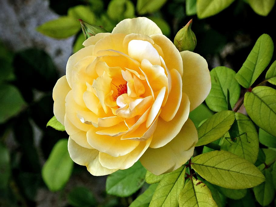 yellow flower, rosa, bloom, nature, rose - Flower, plant, petal HD wallpaper