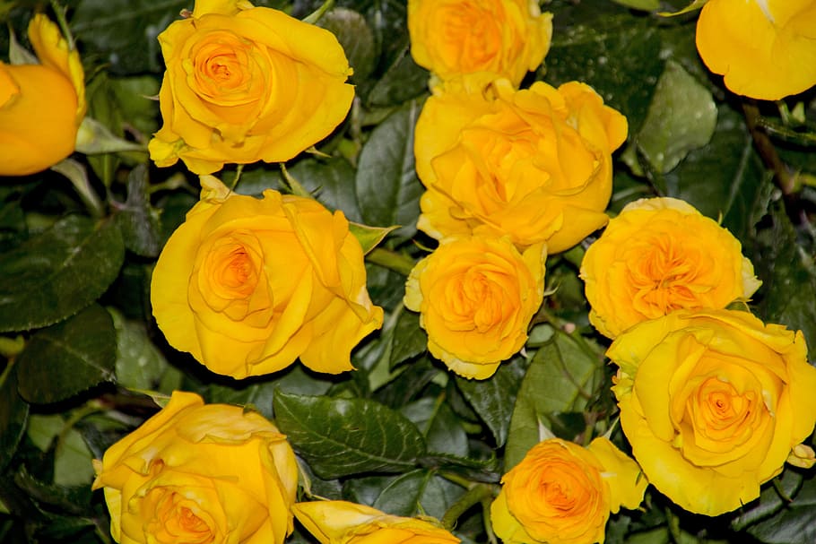 nature, seed, tree, fruit, silvestre, garden, flower, flowers HD wallpaper