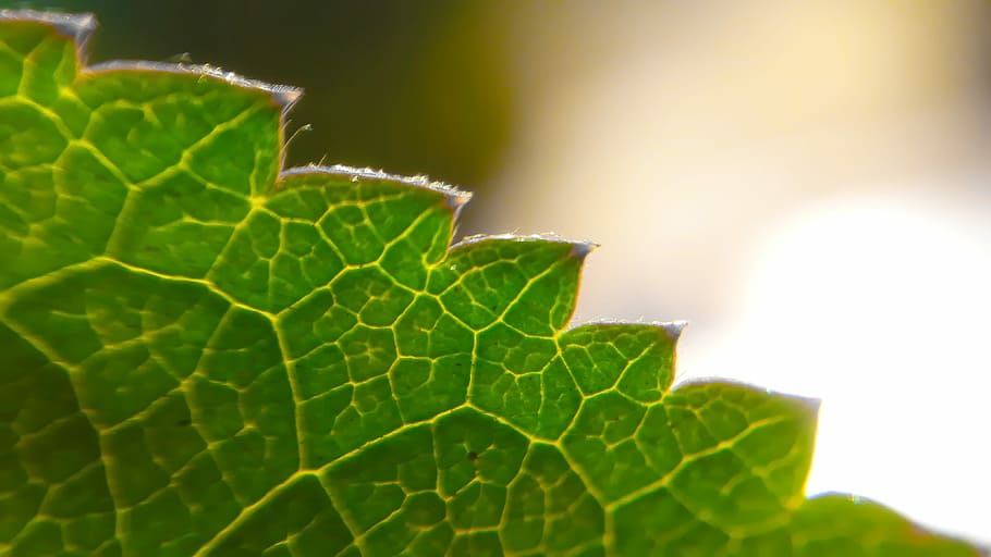 leaf, nature, flora, environment, growth, outdoors, ecology HD wallpaper