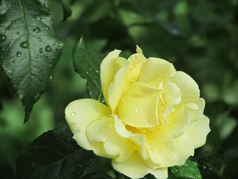 Rose, Bush, Rose Bush, flower, nature, petal, beauty in nature HD wallpaper