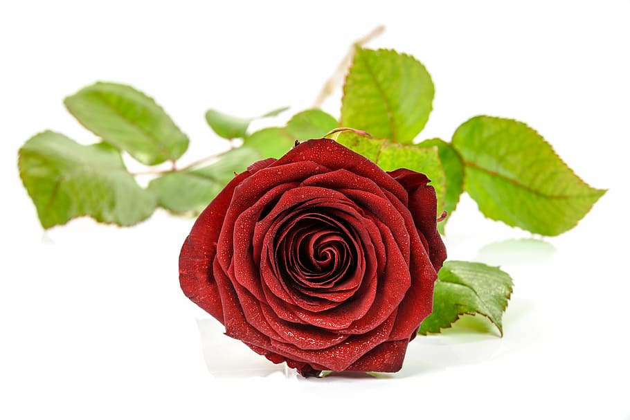 macro shot of red rose, nature, gift, single, closeup, beauty HD wallpaper