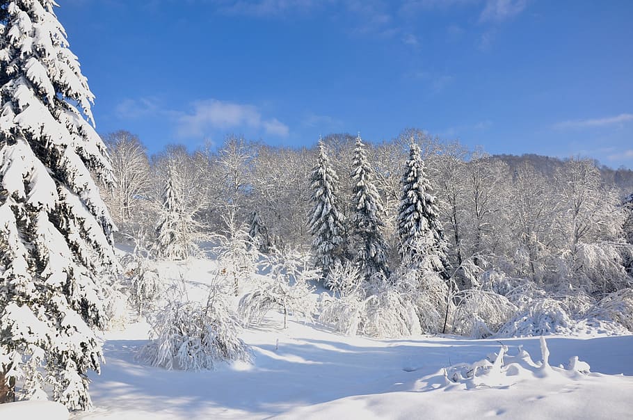 vosges, winter, snow, nature, forest, tree, frost, cold - Temperature HD wallpaper