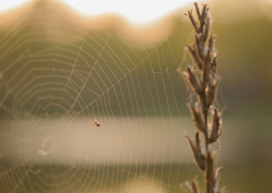 spider, web, nature, summer, lawn, life, insects, spider web HD wallpaper