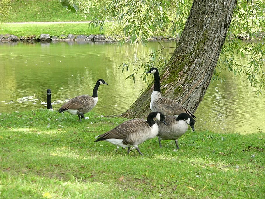 Birds, Tree, Water, animals in the wild, animal themes, lake HD wallpaper