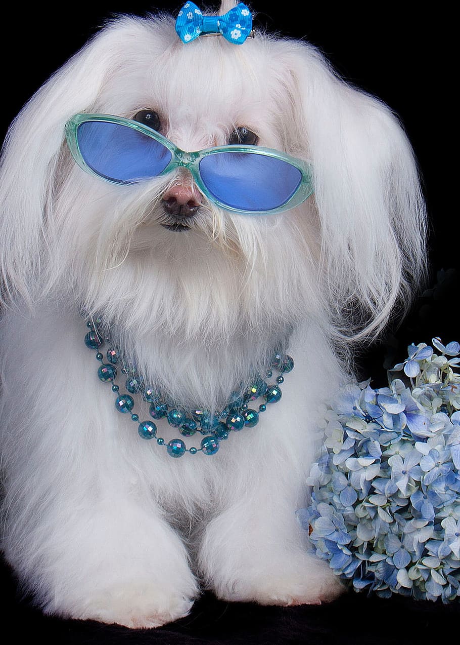 pet, malts, glasses, dog, canine, fashion, blue, pets, domestic animals HD wallpaper