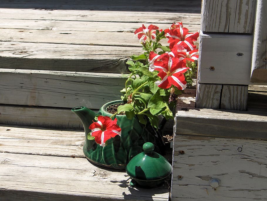 petunia, teapot, spring, steps, still life, flower, flowering plant HD wallpaper