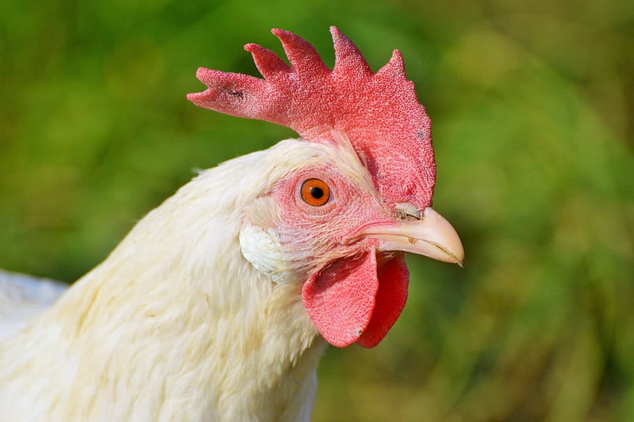chicken, hen, poultry, range, livestock, farm, bird, chickens HD wallpaper