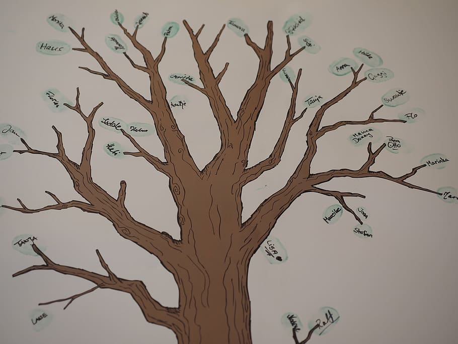 family tree sketch, branch, tribe, ancestry, friends, tree friends, HD wallpaper