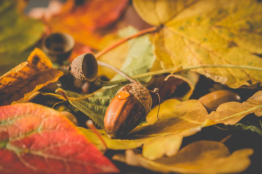 HD wallpaper: close-up photo of nut on dried leaf, sheet, autumn ...