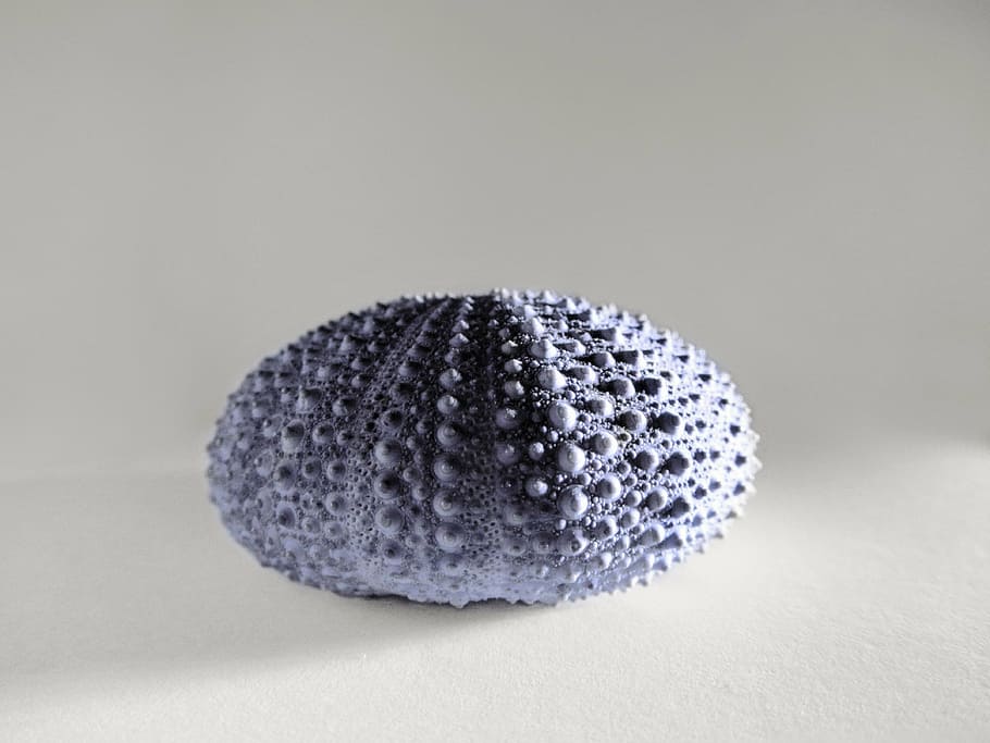 gray stone on white surface, sea, urchin, echinoidea, shell HD wallpaper