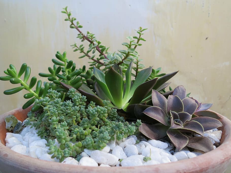 pot, flower, bone, dragon, rock, nature, plant, leaf, growth