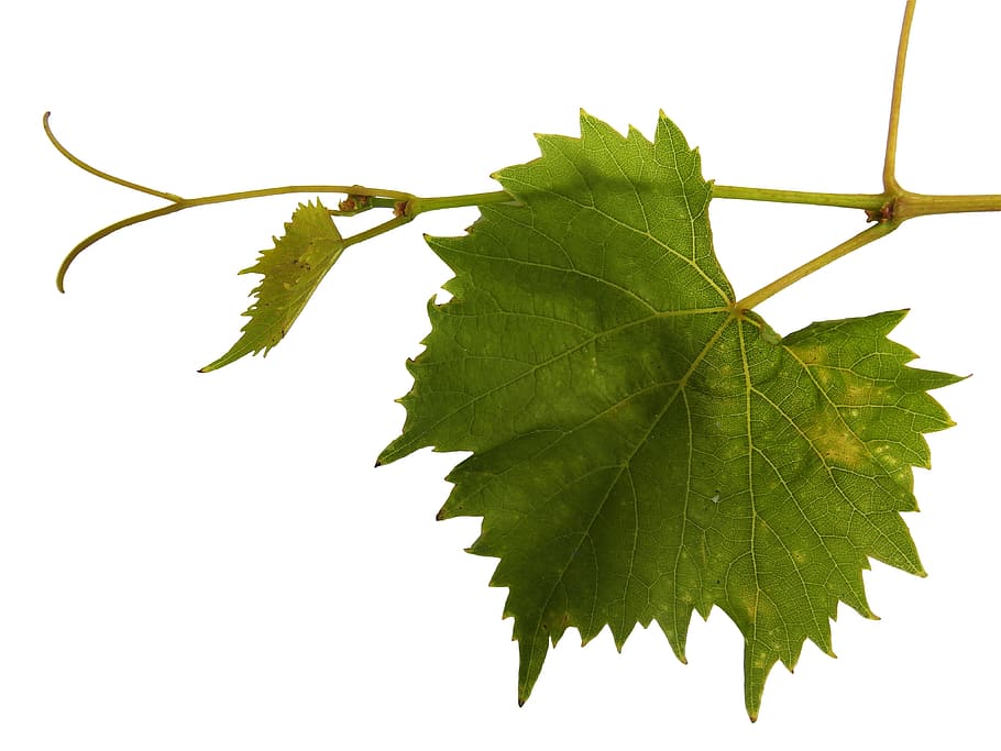 close up photo of green leaf plant, grapevine, ranke, wine HD wallpaper