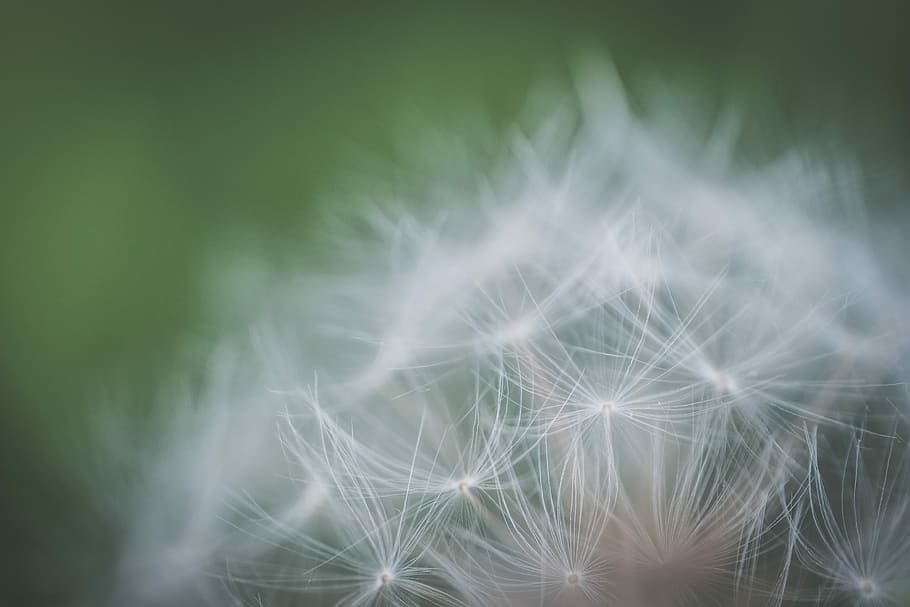 macro photography of dandelion, macro photography of white dandelion flower HD wallpaper