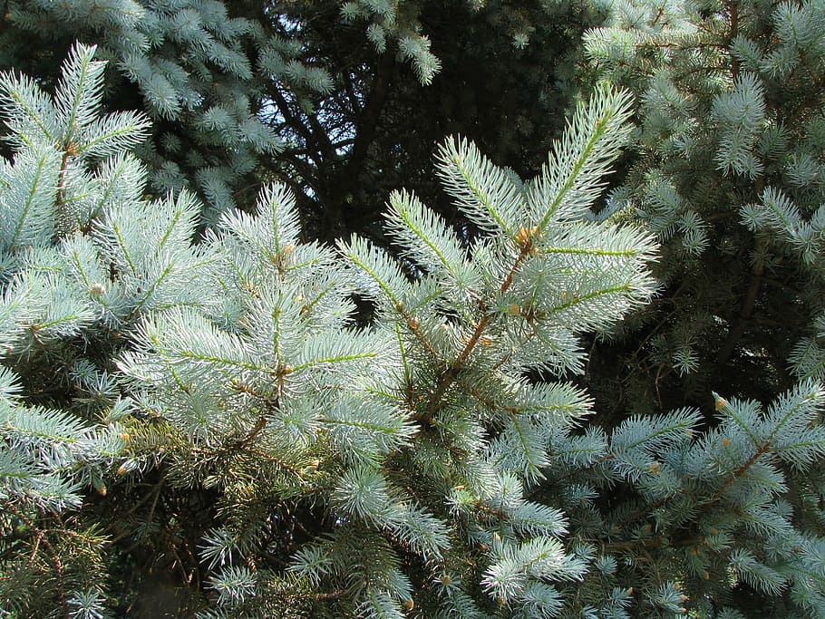 blue spruce, tree, green, forest, christmas, fir Tree, winter HD wallpaper