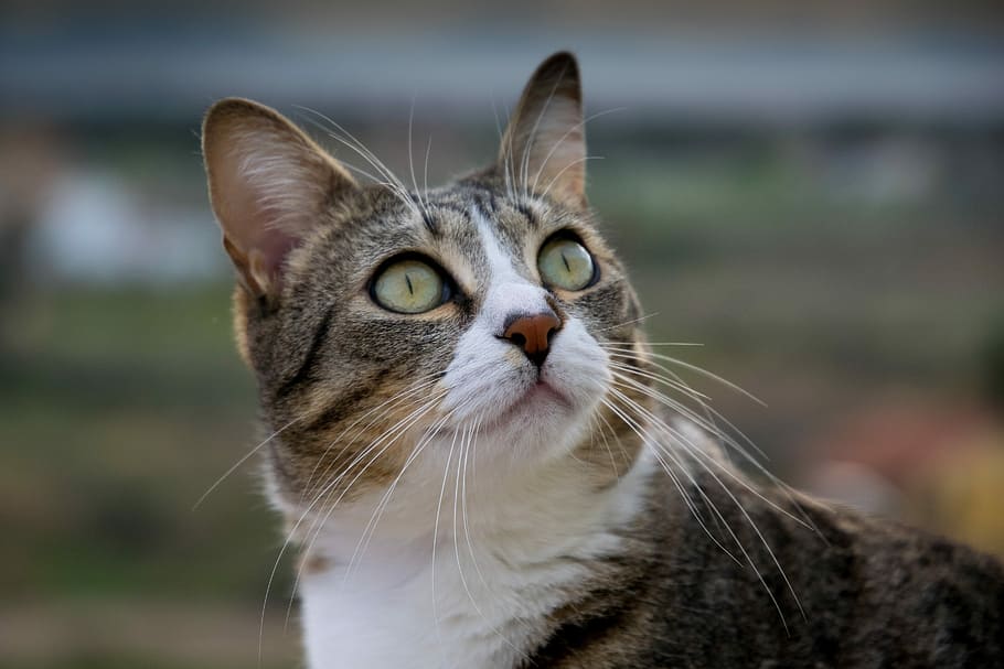 cat, head, fur, animal themes, one animal, mammal, domestic cat HD wallpaper