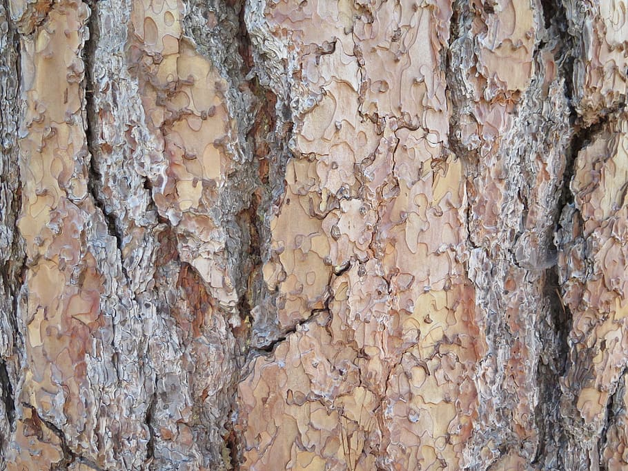 Bark, Tree, Nature, backgrounds, textured, full frame, rock - object HD wallpaper