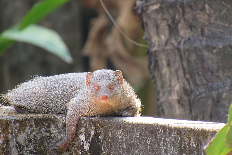 mongoose, resting, indian, animal wildlife, one animal, mammal HD wallpaper