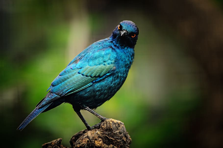 shallow focus of blue bird, cape starling, turquoise, iridescent, HD wallpaper