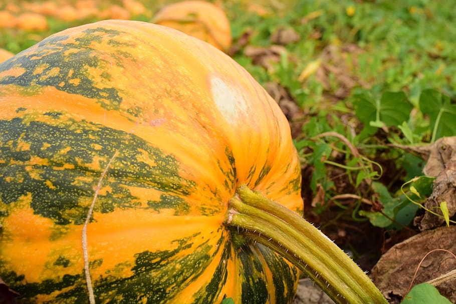 Pumpkin, Box, Color, pumpkin box, pumpkins, harvest time, colorful HD wallpaper