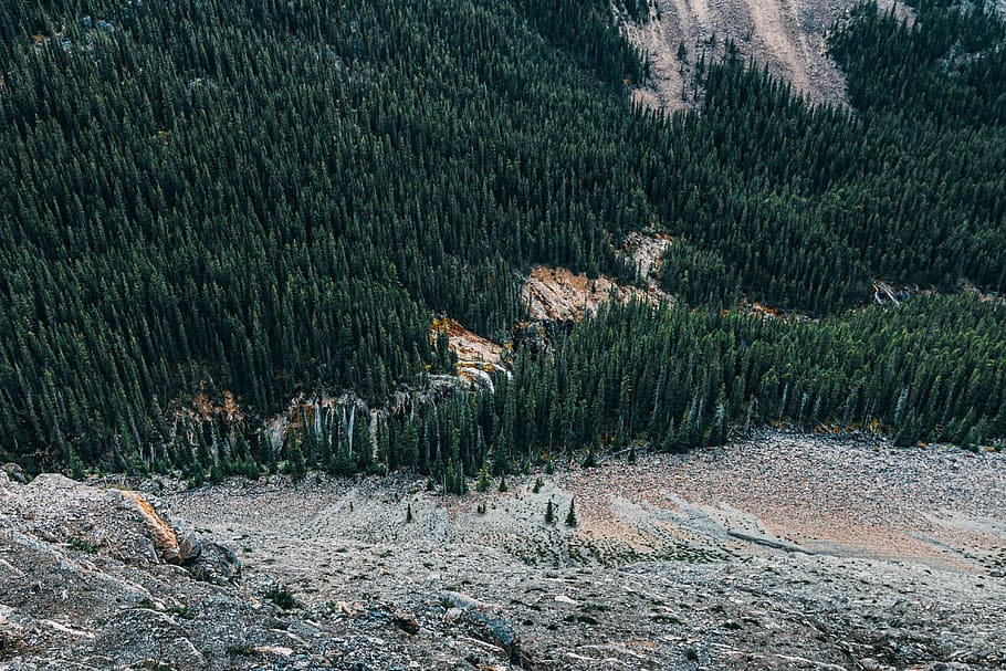 pine trees on mountain during daytime, aerial photography of tall spruce trees HD wallpaper