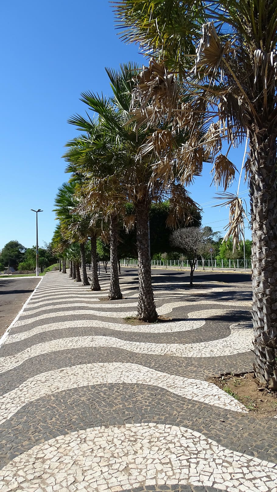 sidewalk, trees, copacabana, plant, sunlight, sky, nature, growth HD wallpaper
