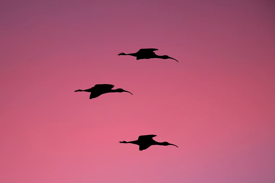 sunset, sky, bird, flying, animal, animal themes, animal wildlife HD wallpaper