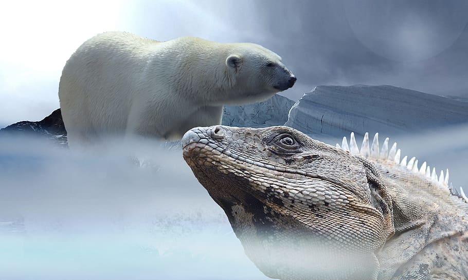 untitled, Polar Bear, Lizard, Iguana, Ice, mountains, snow, reptile, HD wallpaper