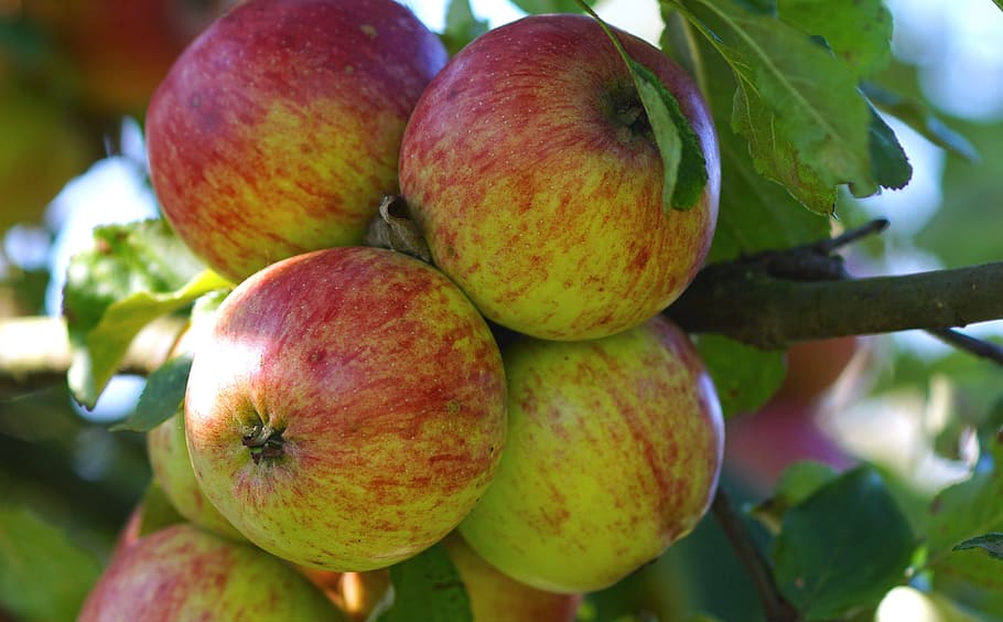 apple, apple tree, fruit, nature, red, close, food, kernobstgewaechs HD wallpaper