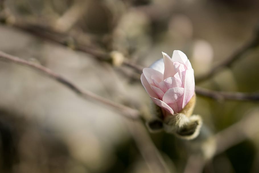 magnolia, flowers, blossom, bloom, spring, pink, nature, star magnolia, HD wallpaper