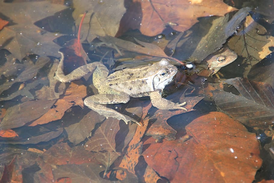 frog, water, nature, spring, close, amphibian, animal, animal themes HD wallpaper