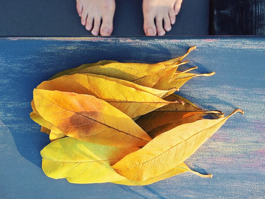 fall, autumn, leaf, yellow, season, october, november, leaves HD wallpaper